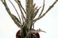 Bleistiftkaktus Sorte: Platicada, ca. 35cm hoch im 9cm Topf (Euphorbia platicada)