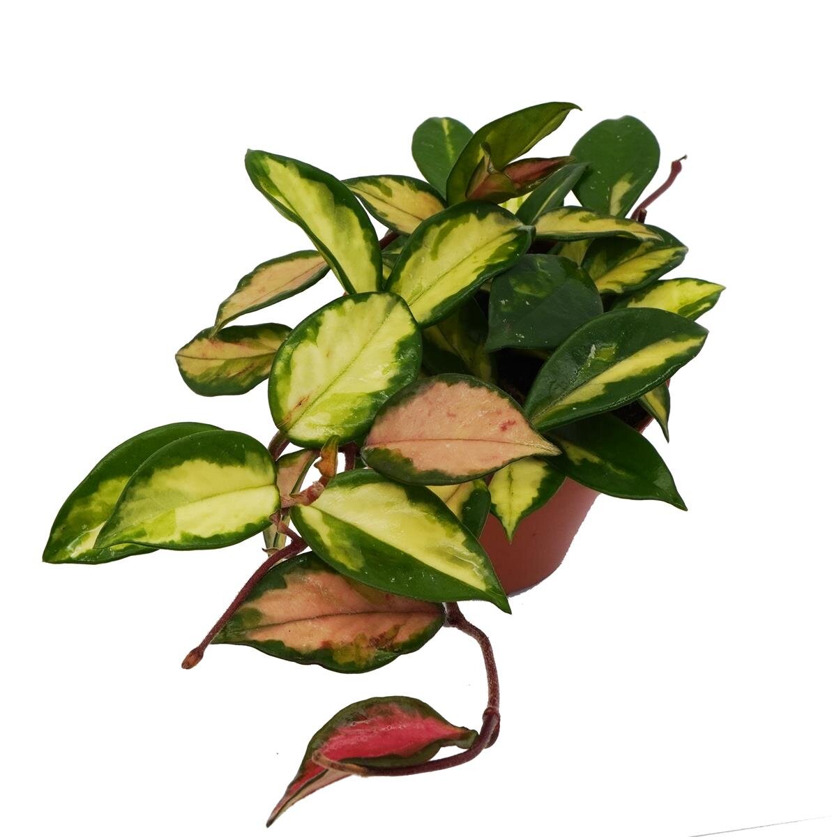 Porzellanblume, (Hoya carnosa), Sorte: Tricolor, im 12cm Topf