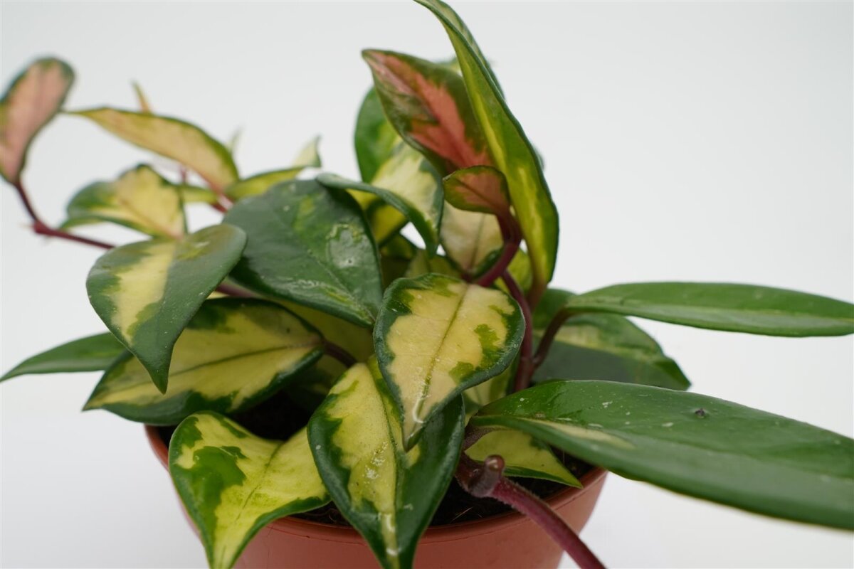 12cm Hoya carnosa tricolor Porzellanblume Zimmerpflanze zum Hängen