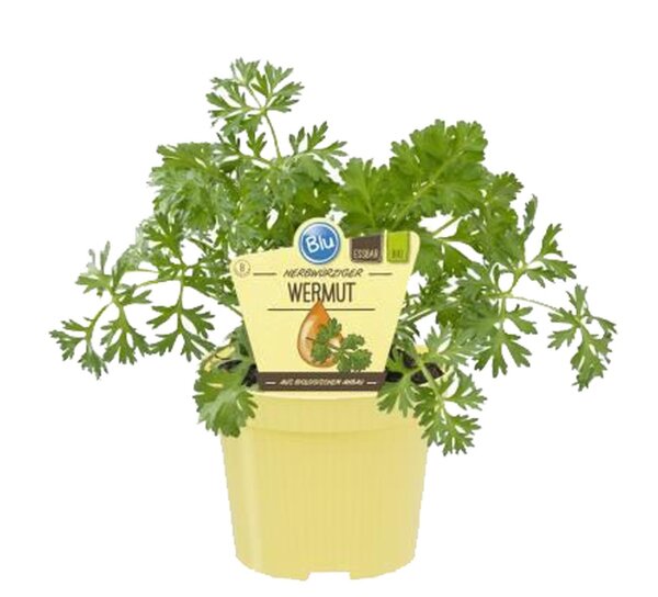 Bio Wermut (Artemisia absinthium) im 12cm Topf