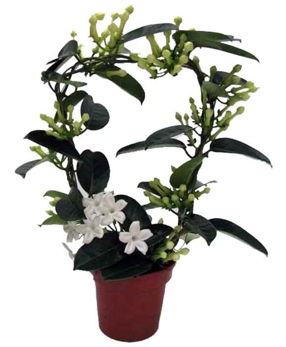 Kranzschlinge, (Stephanotis floribunda), Sorte: Fleur Parfum, ca. 45cm hoch im ca. 12cm Topf