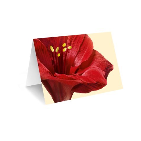 Grußkarte &bdquo;Rote Amaryllis