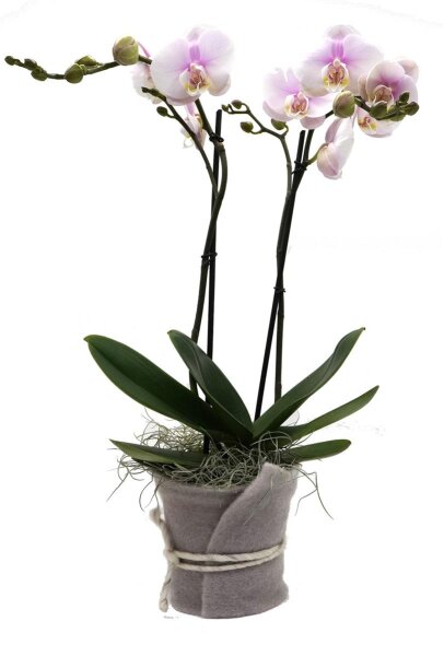 Orchidee, incl. natürlicher Dekoration und Filzmanschette...