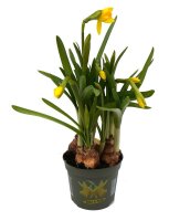 Zwerg Narzisse gelb, Sorte: Tete à Tete, im 8,5cm Topf (3 Pflanzen im Set)