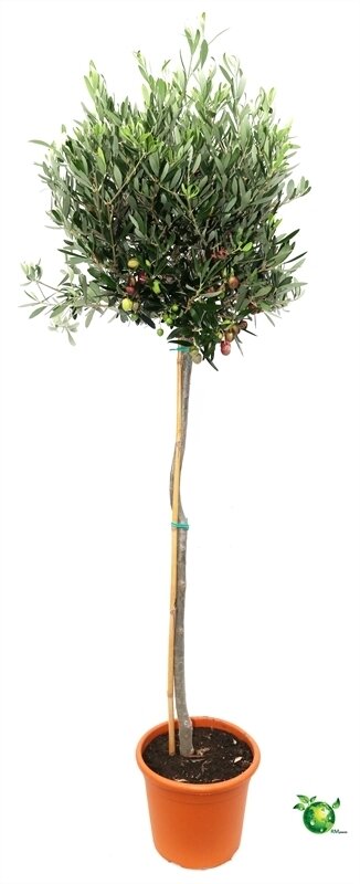 Olivenbaum - Hochstamm, (Olea europea), ca. 100cm hoch im ca. 24cm Topf, mit gedrehtem Stamm