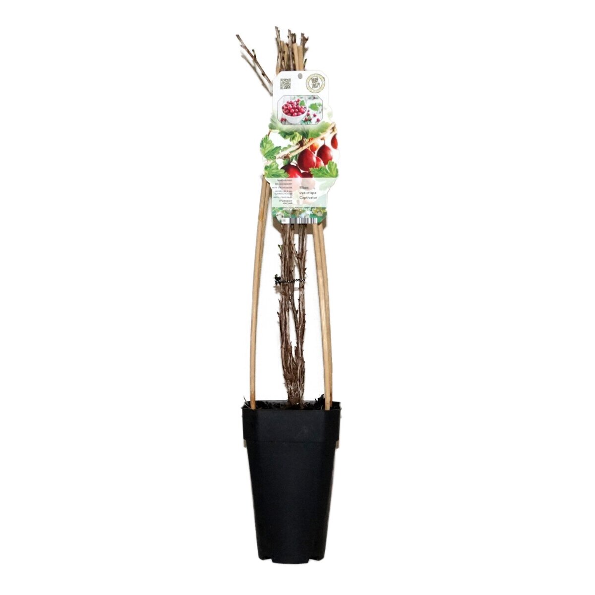 Rote Stachelbeere, (Ribes uva-crispa), Sorte: Captivator, ca. 65cm hoch, im 14cm Topf