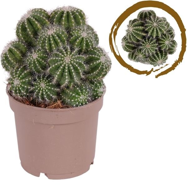 Kaktus (Parodia albispinus) im 12cm Topf, ca. 20cm hoch