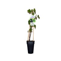 Schwarze Johannisbeere, (Ribes nigrum), Sorte: Wellington, ca. 65cm hoch, im 14cm Topf