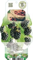dornenlose Boysenberry, (Kreuzung aus Himbeere und Brombeere), (Rubus), Sorte: Thornless Boysenberry, ca. 65cm hoch, im 14cm Topf