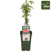 Bio Himbeere, (Rubus), Sorte: Twotimer Sugana Red®, ca. 50cm hoch, im 3l Container