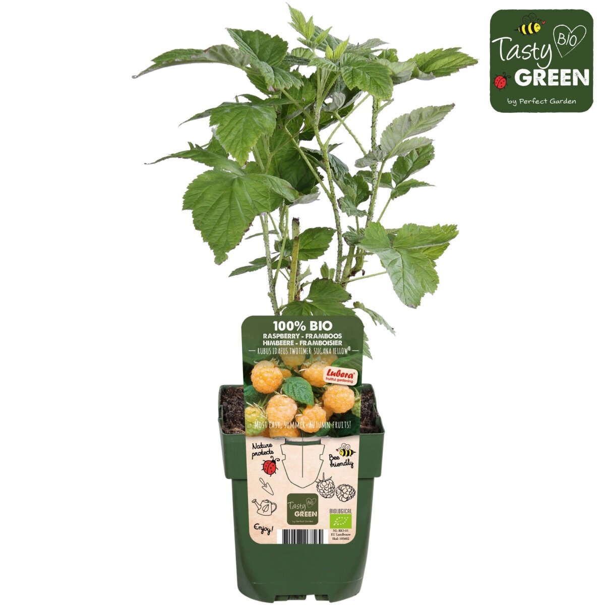 Bio Himbeere, (Rubus), Sorte: Twotimer Sugana Yellow®, ca. 50cm hoch, im 3l Container