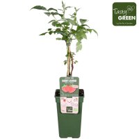 Bio Himbeere, (Rubus), Sorte: Sanibelle®, ca. 50cm hoch, im 3l Container