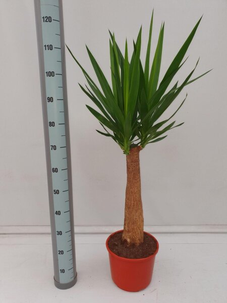 XL Yucca-Palme, Palm-Lilie, (Yucca elephantipes), 1...