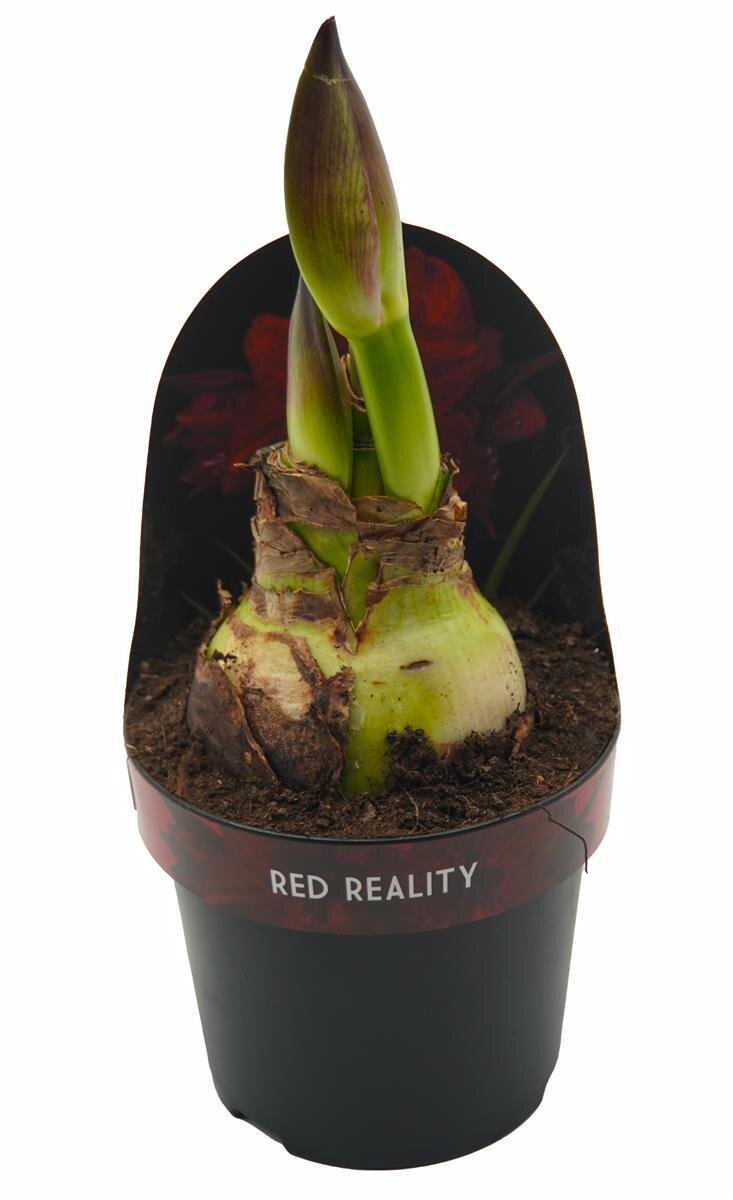 Amaryllis, rot - Sorte: Red Reality, 14cm Topf, (Hippeastrum Hybride)