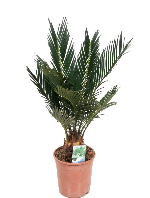 Palmfarn, (Cycas revolutaca). ca. 85 cm hoch, im 25cm Topf