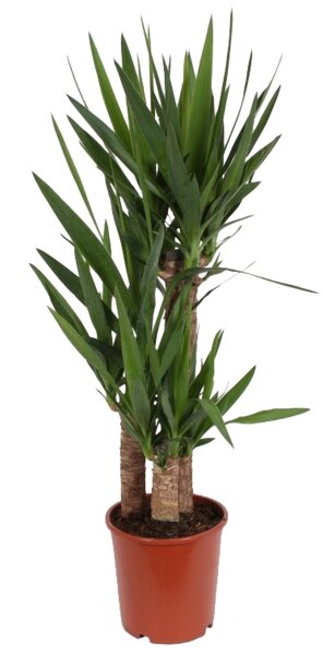 Yucca-Palme, (Yucca elephantipes), 3 Stämme, ca. 95 cm...