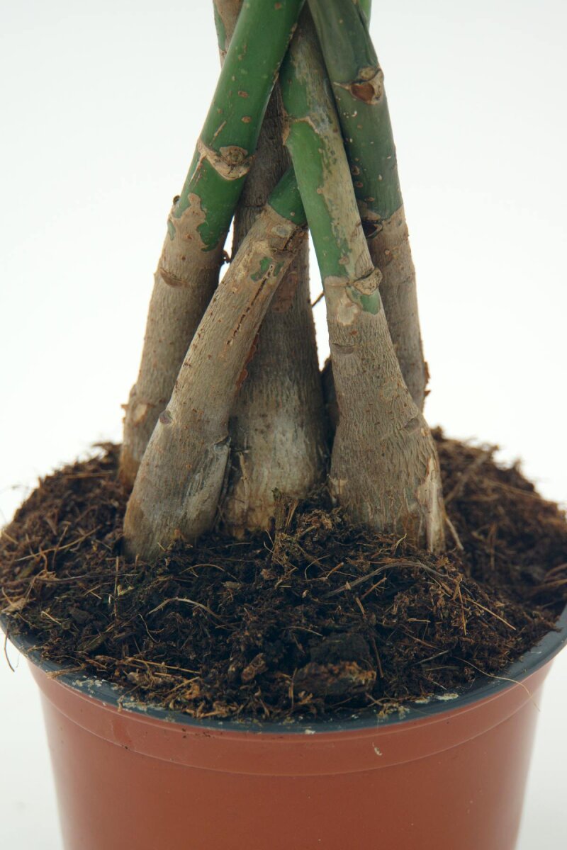 pflegeleichte Zimmerpflanze Pachira aquatica Glückskastanie geflochten im 12cm Topf, ca. 45cm hoch 