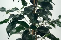 Birkenfeige Danielle  im 21cm Topf (Ficus benjaminii)