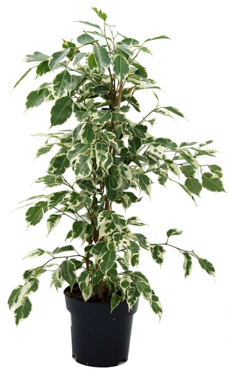 Birkenfeige, (Ficus benjaminii), Sorte: Twilight, im 21cm Topf, ca. 110cm hoch