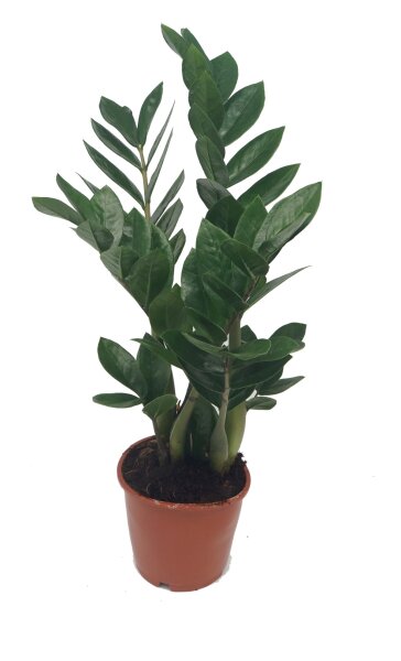 Zamie, (Zamioculcas zamiifolia), ca. 50cm hoch, 14cm Topf