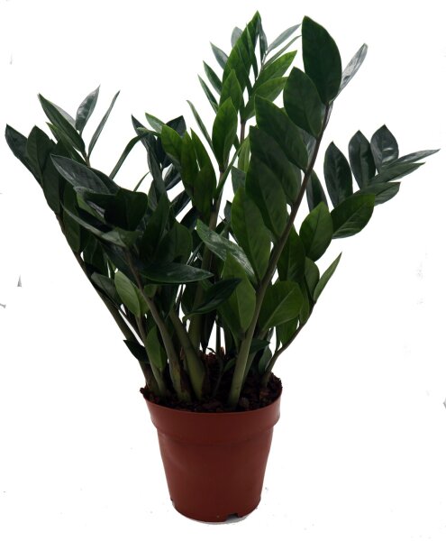 Zamie, (Zamioculcas zamiifolia), ca. 65cm hoch, 17cm Topf