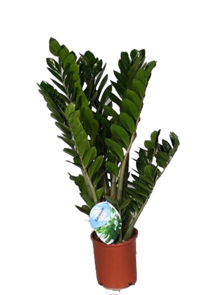 Zamie, (Zamioculcas zamiifolia), ca. 80cm hoch, 21cm Topf