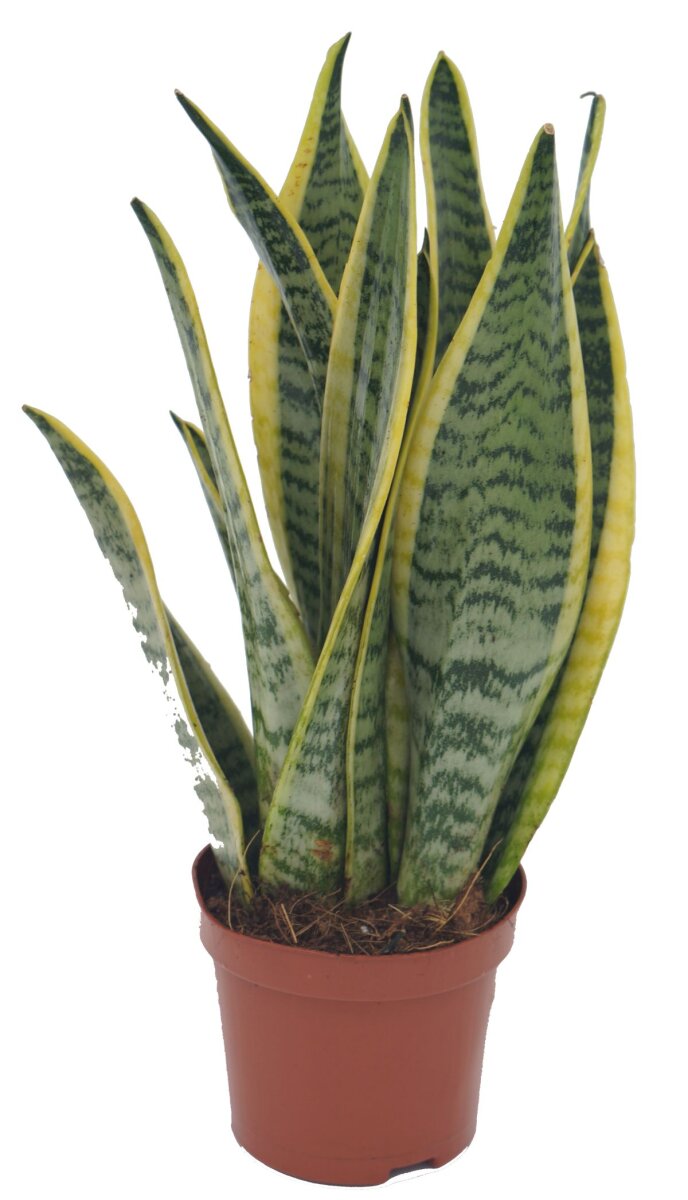 Sanseveria, (Sanseveria laurentii), ca. 30cm hoch, 9cm Topf