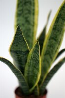 Sanseveria, (Sanseveria laurentii), ca. 45cm hoch, 12cm Topf