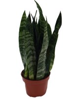 Sanseveria, (Sanseveria zeylanica), ca. 30cm hoch, 9cm Topf