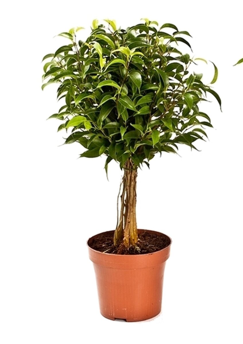 Ficus babilatos (Ficus babilatos), Sorte: Babilatos, als Stamm im 12cm Topf, ca. 35cm hoch