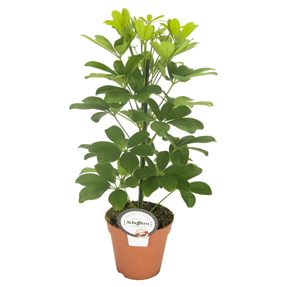 Strahlenaralie, (Schefflera arboricola), Sorte: Nora, im 13cm Topf, ca. 45cm hoch