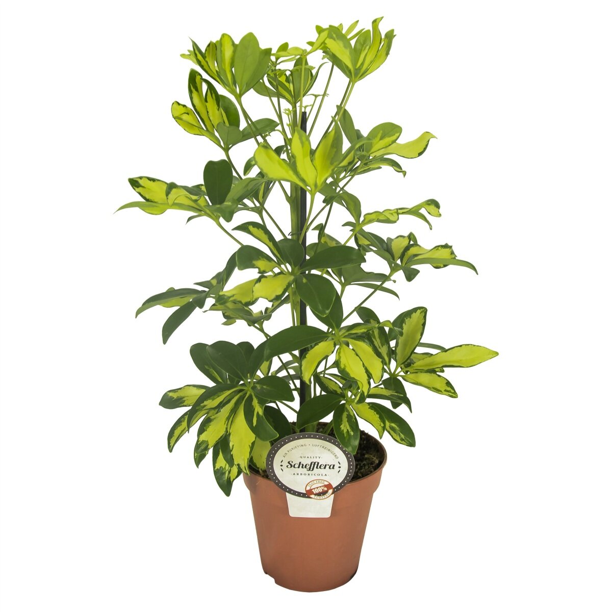Strahlenaralie Sorte: Gerda, im 13cm Topf (Schefflera arboricola)