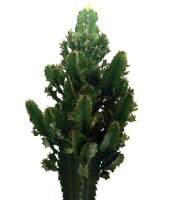Wolfsmilch Kaktus, (Euphorbia ingens), Sorte: Aeritrea, ca. 80cm hoch im ca. 19cm Topf