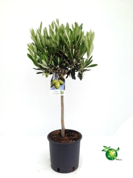 Olivenbaum - Hochstamm, (Olea europea), ca. 65cm hoch im...