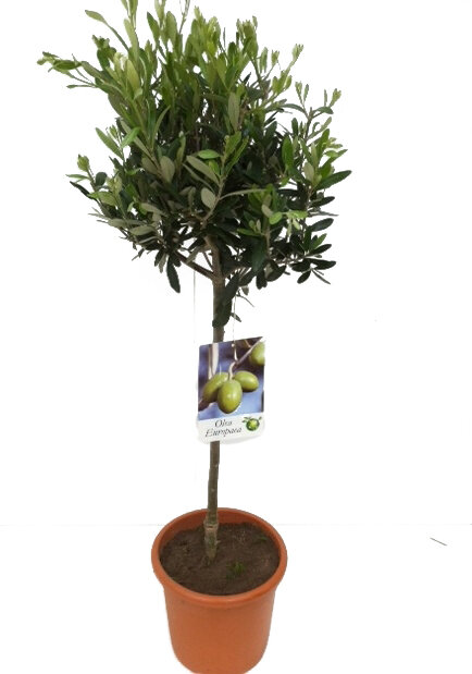Olivenbaum - Hochstamm, (Olea europea), ca. 80cm hoch im ca. 19cm Topf