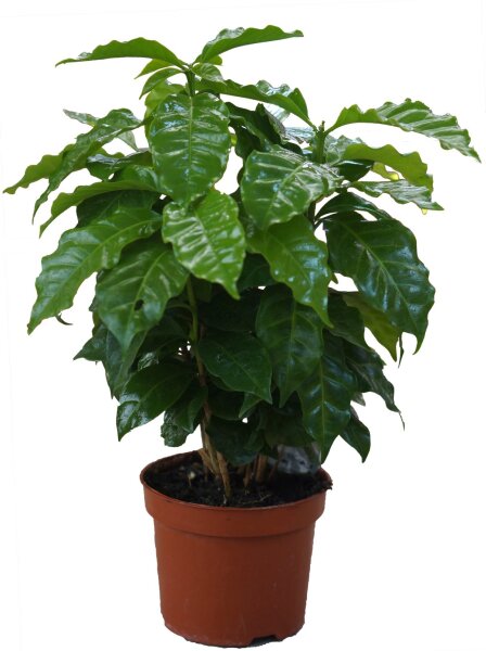 Echter Kaffee Pflanze (Coffea arabica), im 12cm Topf