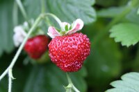 Bio-Erdbeere Gourmet im 12cm Topf