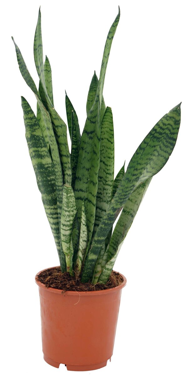 Sanseveria, (Sanseveria zeylanica), ca. 50cm hoch, 14cm Topf