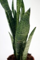Sanseveria, (Sanseveria zeylanica), ca. 50cm hoch, 14cm Topf