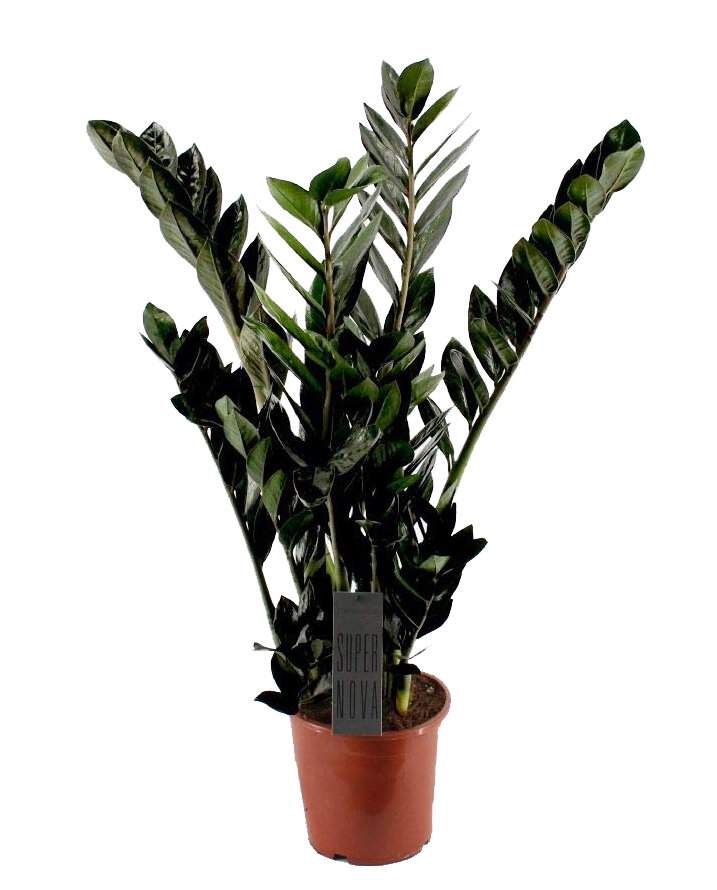Zamie, (Zamioculcas zamiifolia), Sorte: Super Nova (schwarzlaubig) ca. 75cm hoch, 17cm Topf