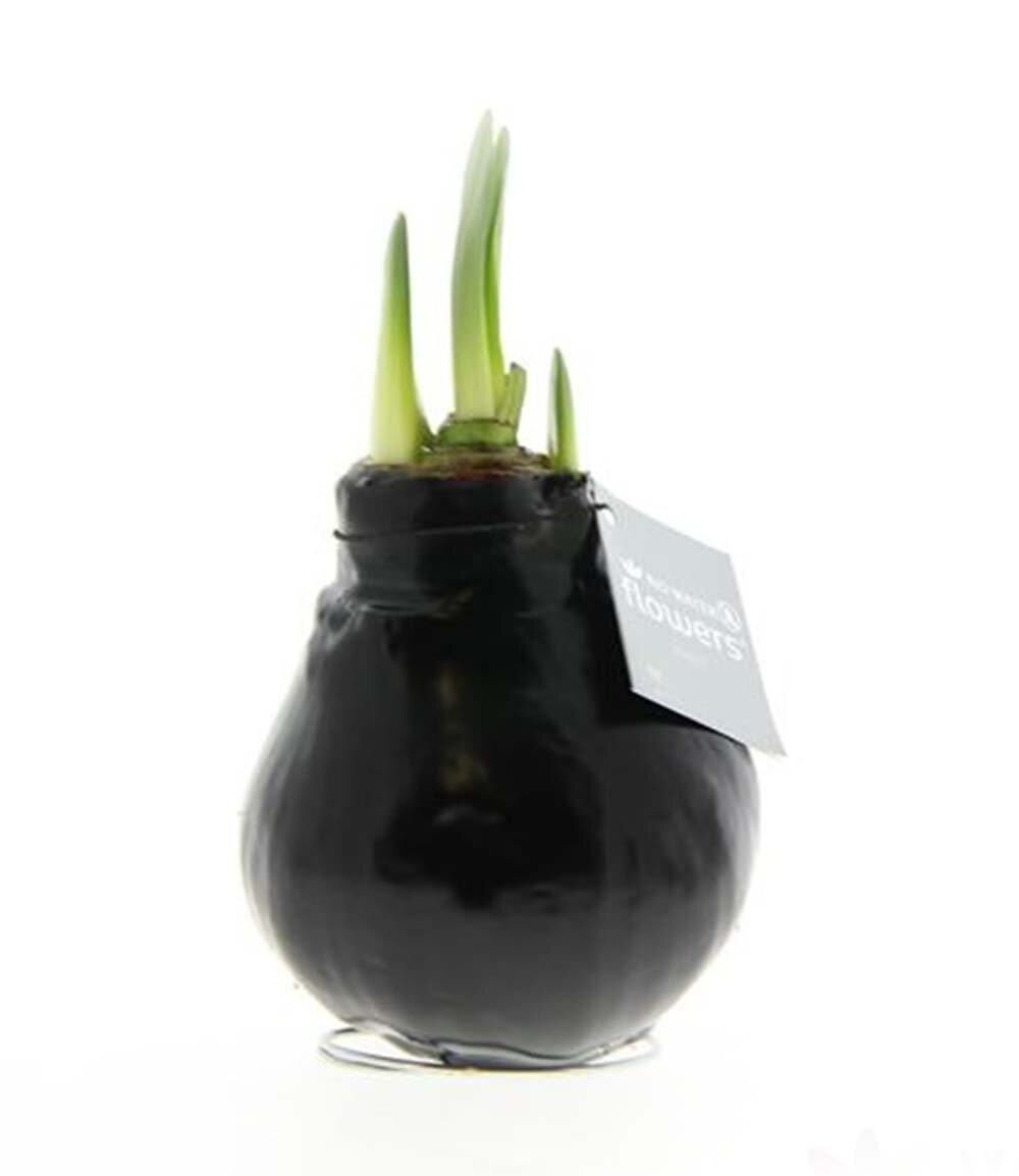 Waxz® Amarylliszwiebel (Hippeastrum Hybride), Wachskleid in der Farbe: schwarz