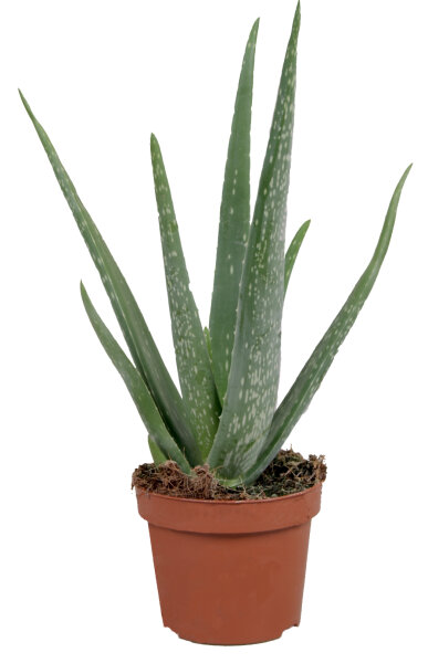 Echte Aloe Vera - im 12cm Topf - ca. 30-40cm hoch