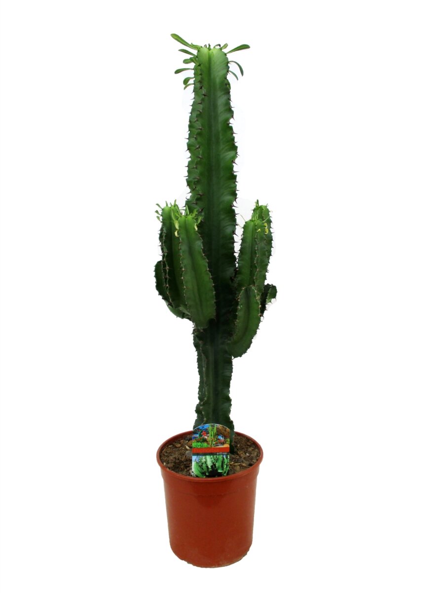 Wolfsmilch Kaktus, (Euphorbia ingens), Sorte: Aeritrea, ca. 60cm hoch im ca. 19cm Topf